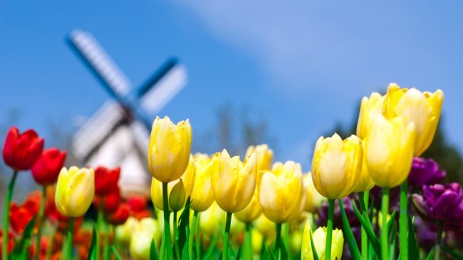 Red and Yellow Tulips 1
